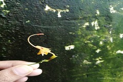 Globba orixensis